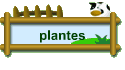 plantes