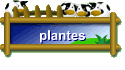 plantes